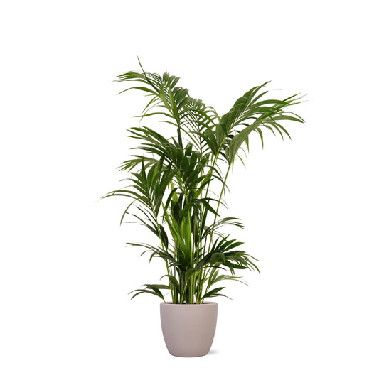 Kentia Palm + Boule pot