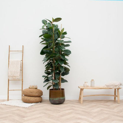 Ficus Elastica Robusta struik