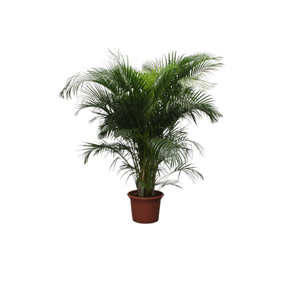 Areca palm (Dypsis Lutescens)
