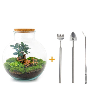 DIY terrarium - Bolder Bob Bonsai - ↕ 30 cm