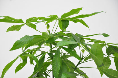 Pachira Aquatica (Geldboom)