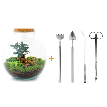 DIY terrarium - Bolder Bob Bonsai - ↕ 30 cm
