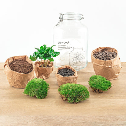 DIY terrarium - Jar - Coffea Arabica - ↕ 28 cm