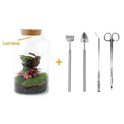 DIY terrarium - Milky Calathea - ↕ 31 cm - incl. LED