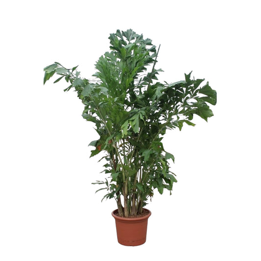 Vredespalm (Caryota Mitis)