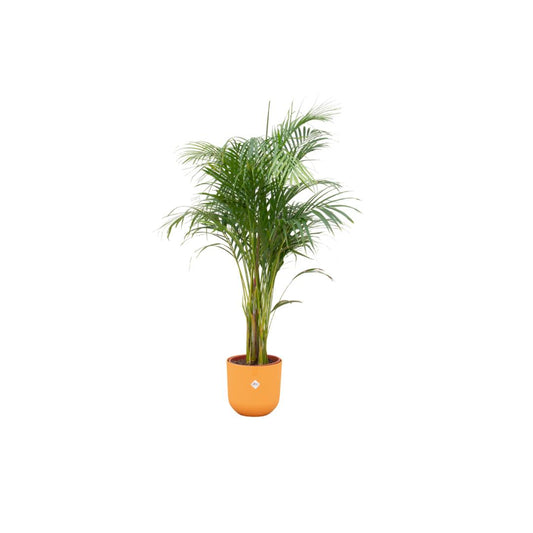 Areca palm + elho Jazz Round