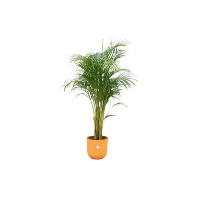 Areca palm + elho Jazz Round