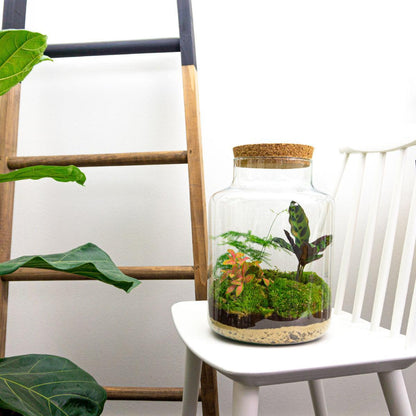 DIY terrarium - Milky - ↕ 30 cm