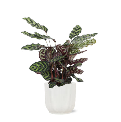 Calathea Makoyana + elho Vibes pot
