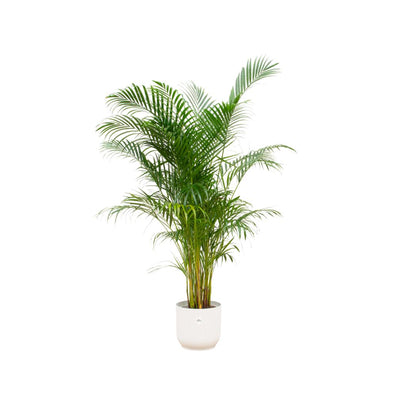 Areca palm + elho Vibes Fold Round