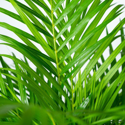 Areca palm met pot